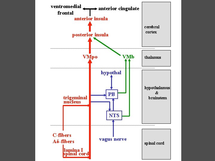 ventromedial anterior cingulate frontal anterior insula cerebral cortex posterior insula VMpo VMb thalamus hypothal