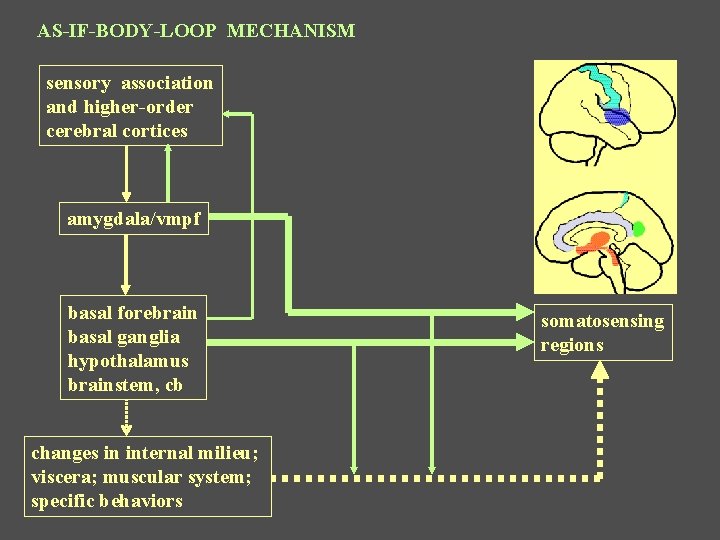 AS-IF-BODY-LOOP MECHANISM sensory association and higher-order cerebral cortices amygdala/vmpf basal forebrain basal ganglia hypothalamus