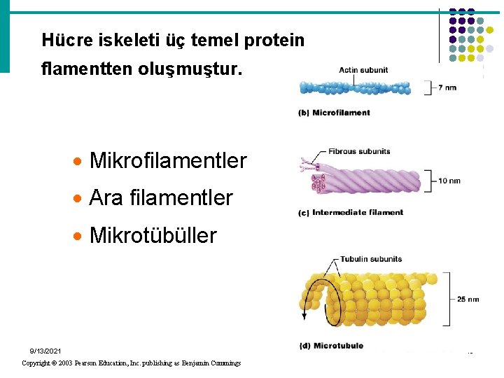 Hücre iskeleti üç temel protein flamentten oluşmuştur. · Mikrofilamentler · Ara filamentler · Mikrotübüller