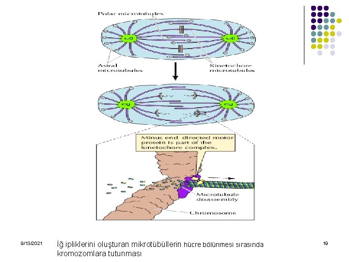 9/13/2021 İğ ipliklerini oluşturan mikrotübüllerin hücre bölünmesi sırasında kromozomlara tutunması 19 