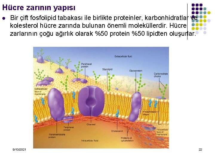 Hücre zarının yapısı l Bir çift fosfolipid tabakası ile birlikte proteinler, karbonhidratlar ve kolesterol