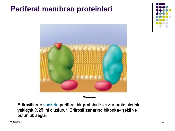 Periferal membran proteinleri Eritrositlerde spektrin periferal bir proteindir ve zar proteinlerinin yaklaşık %25 ini