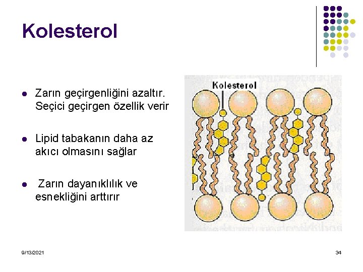 Kolesterol l Zarın geçirgenliğini azaltır. Seçici geçirgen özellik verir l Lipid tabakanın daha az