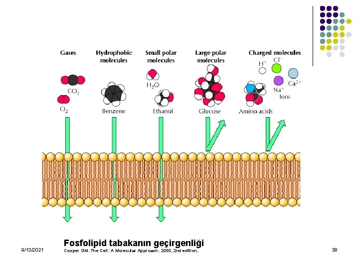 9/13/2021 Fosfolipid tabakanın geçirgenliği Cooper GM. The Cell: A Molecular Approach. 2000, 2 nd