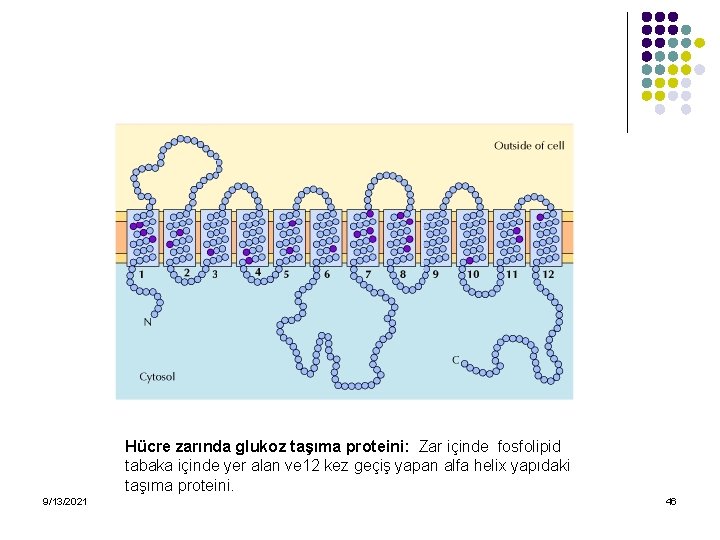Hücre zarında glukoz taşıma proteini: Zar içinde fosfolipid tabaka içinde yer alan ve 12
