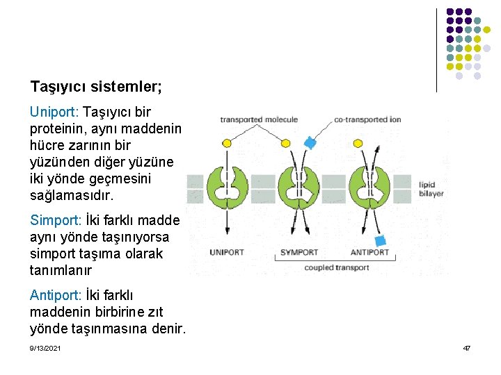 Taşıyıcı sistemler; Uniport: Taşıyıcı bir proteinin, aynı maddenin hücre zarının bir yüzünden diğer yüzüne