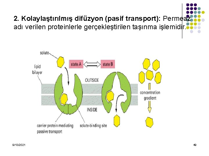 2. Kolaylaştırılmış difüzyon (pasif transport): Permeaz adı verilen proteinlerle gerçekleştirilen taşınma işlemidir. 9/13/2021 49