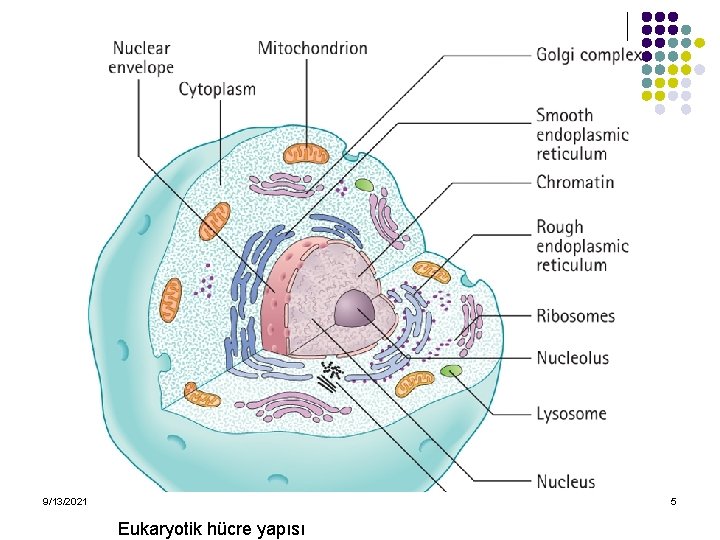 9/13/2021 5 Eukaryotik hücre yapısı 
