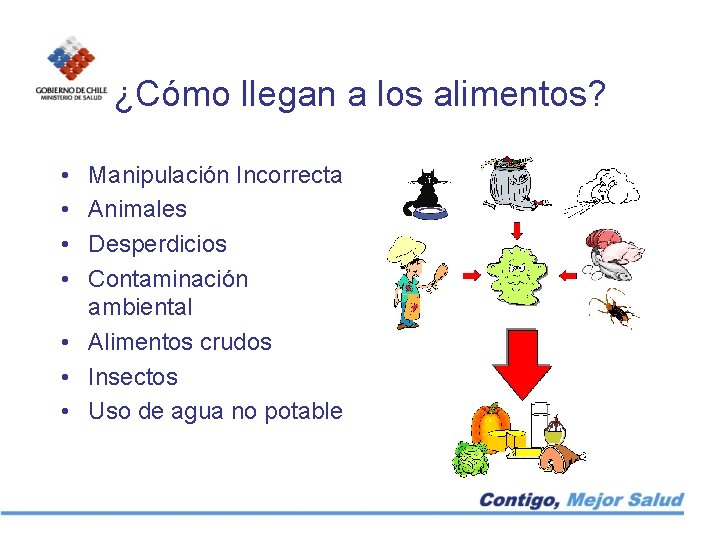 ¿Cómo llegan a los alimentos? • • Manipulación Incorrecta Animales Desperdicios Contaminación ambiental •