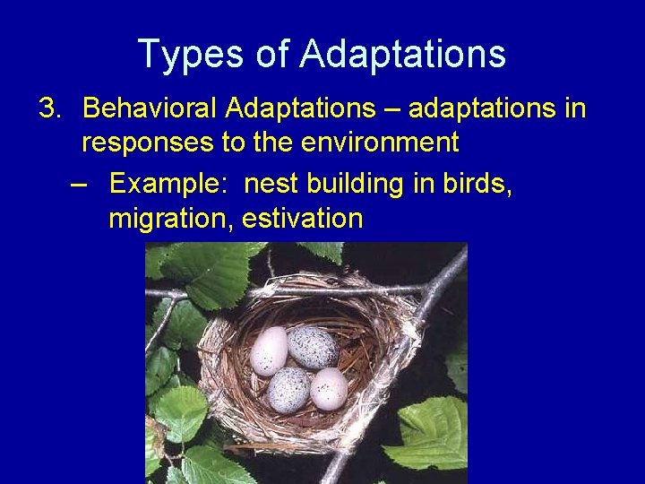 Types of Adaptations 3. Behavioral Adaptations – adaptations in responses to the environment –