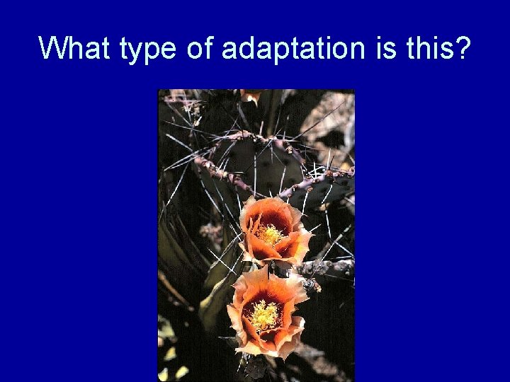 What type of adaptation is this? 