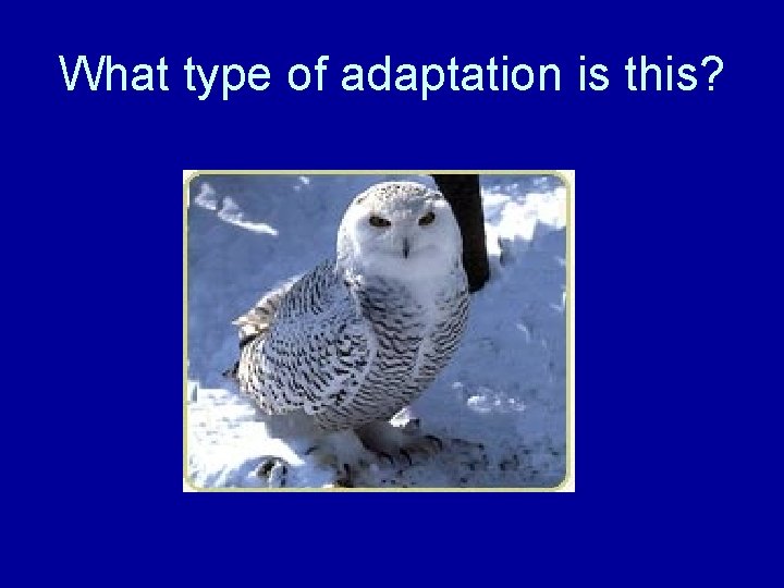 What type of adaptation is this? 