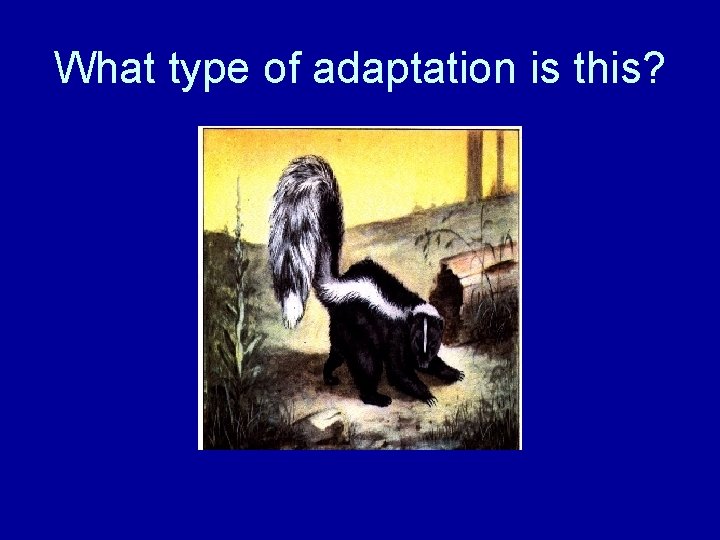What type of adaptation is this? 