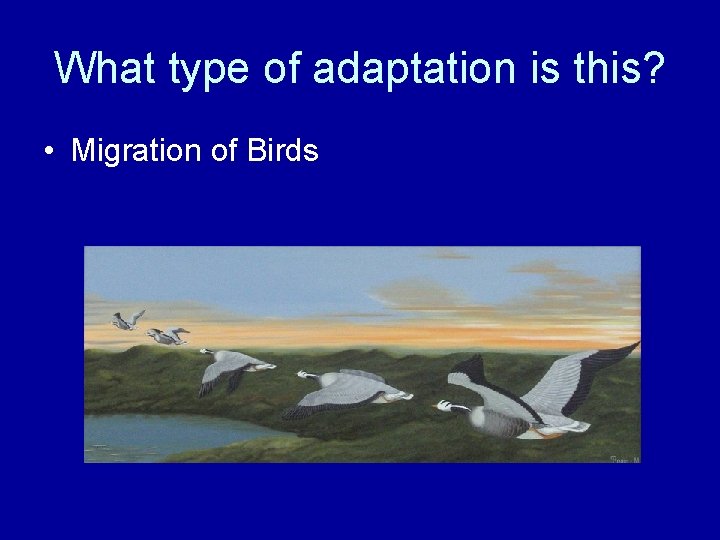 What type of adaptation is this? • Migration of Birds 