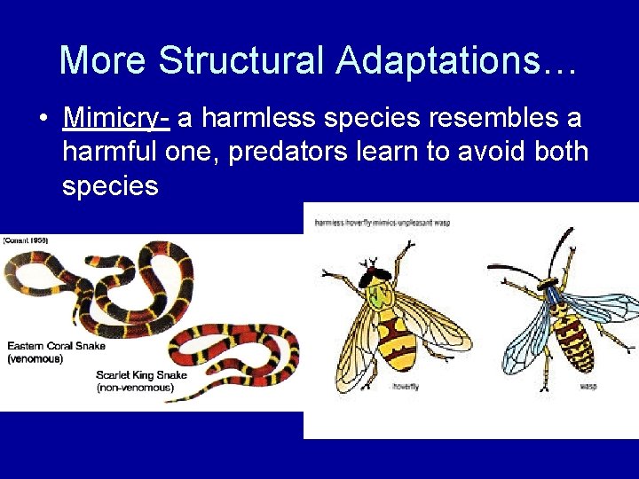 More Structural Adaptations… • Mimicry- a harmless species resembles a harmful one, predators learn