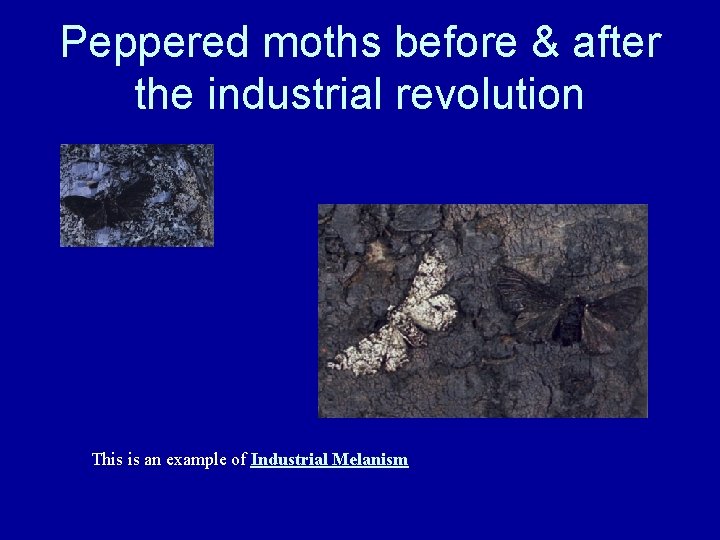 Peppered moths before & after the industrial revolution This is an example of Industrial