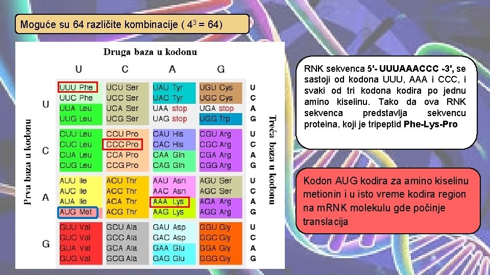 Moguće su 64 različite kombinacije ( 43 = 64) RNK sekvenca 5'- UUUAAACCC -3',