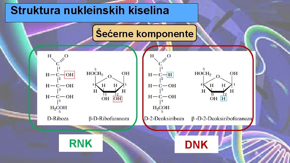 Struktura nukleinskih kiselina Šećerne komponente RNK DNK 