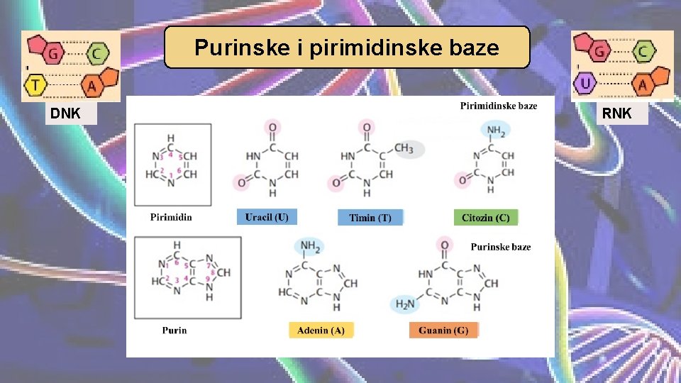 Purinske i pirimidinske baze DNK RNK 