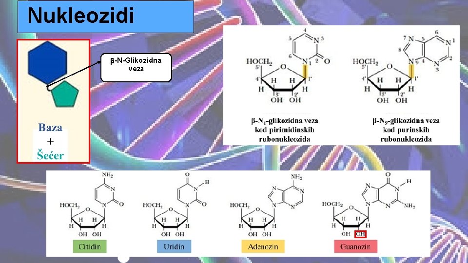 Nukleozidi b-N-Glikozidna veza 