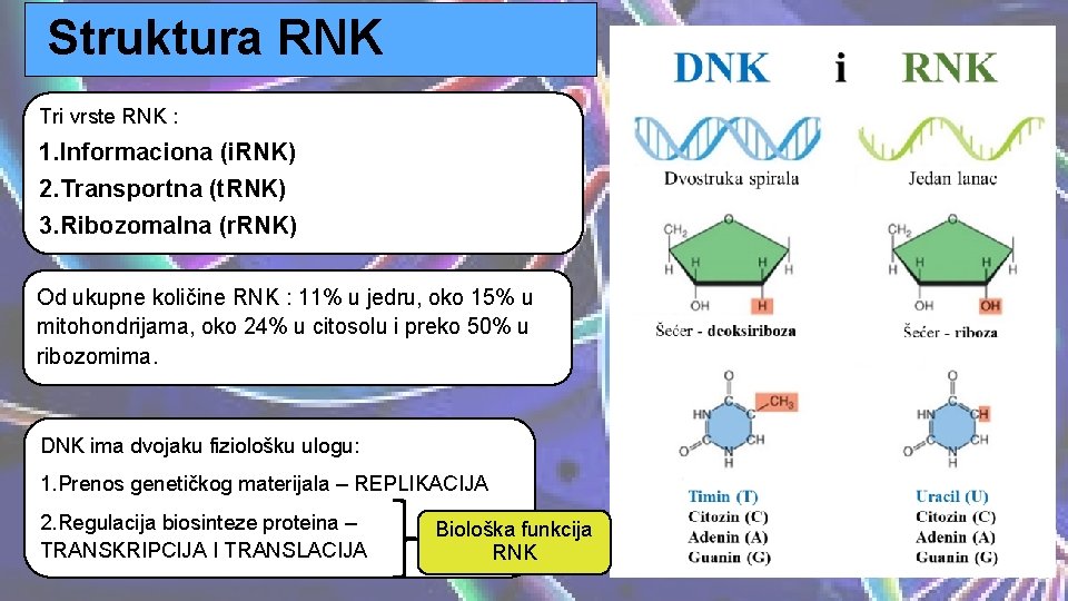 Struktura RNK Tri vrste RNK : 1. Informaciona (i. RNK) 2. Transportna (t. RNK)