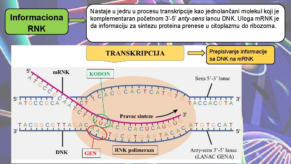 Informaciona RNK Nastaje u jedru u procesu transkripcije kao jednolančani molekul koji je komplementaran