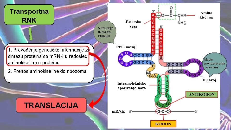 Transportna RNK Vezivanje t. RNK za ribozom 1. Prevođenje genetičke informacije za sintezu proteina