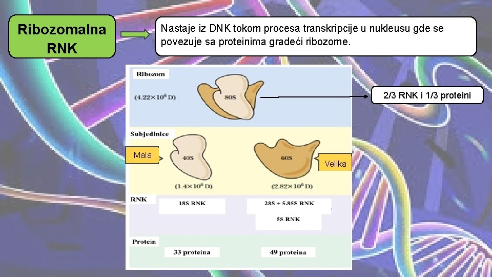 Ribozomalna RNK Nastaje iz DNK tokom procesa transkripcije u nukleusu gde se povezuje sa