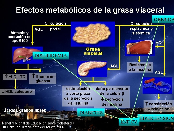 OBESIDAD CORAZON Efectos metabólicos de. Y la grasa visceral Circulación portal AGL síntesis y