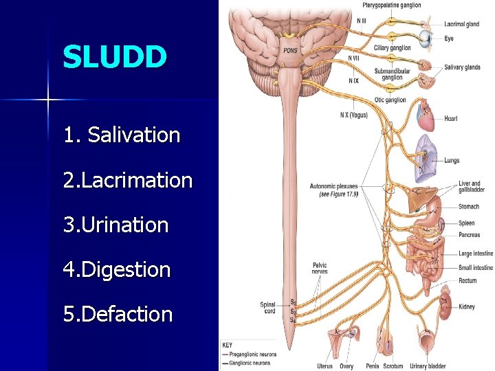 SLUDD 1. Salivation 2. Lacrimation 3. Urination 4. Digestion 5. Defaction 