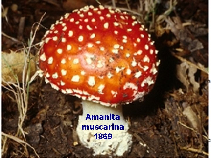 Amanita muscarina 1869 