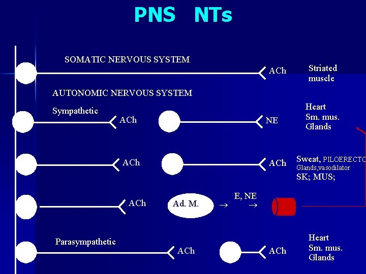 PNS NTs SOMATIC NERVOUS SYSTEM ACh Striated muscle AUTONOMIC NERVOUS SYSTEM Sympathetic ACh NE