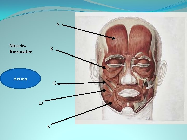A Muscle= Buccinator B Keeps cheeks Action against teeth. C D E 