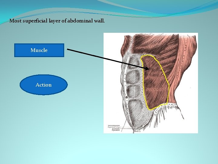 Most superficial layer of abdominal wall. Muscle External oblique Rotates trunk Action 