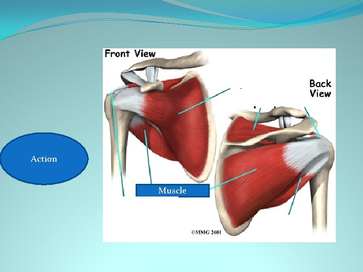 Shoulder Action Lateral rotation Muscle 