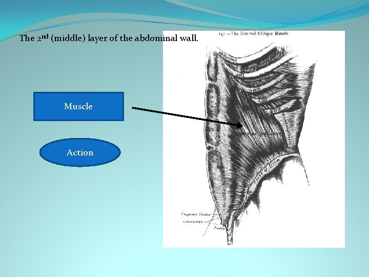The 2 nd (middle) layer of the abdominal wall. Internal obliques Muscle Rotates trunk