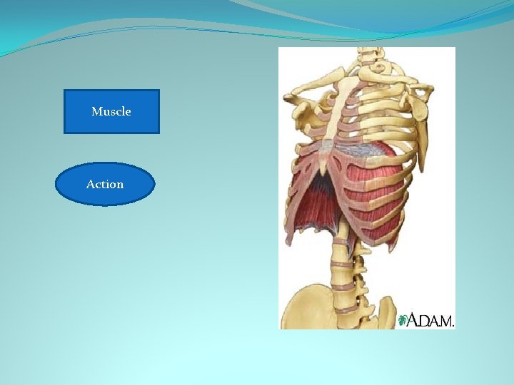 Diaphragm Muscle Breathing Action 