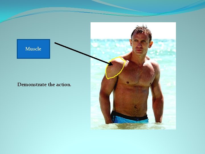 Deltoid Muscle Demonstrate the action. 