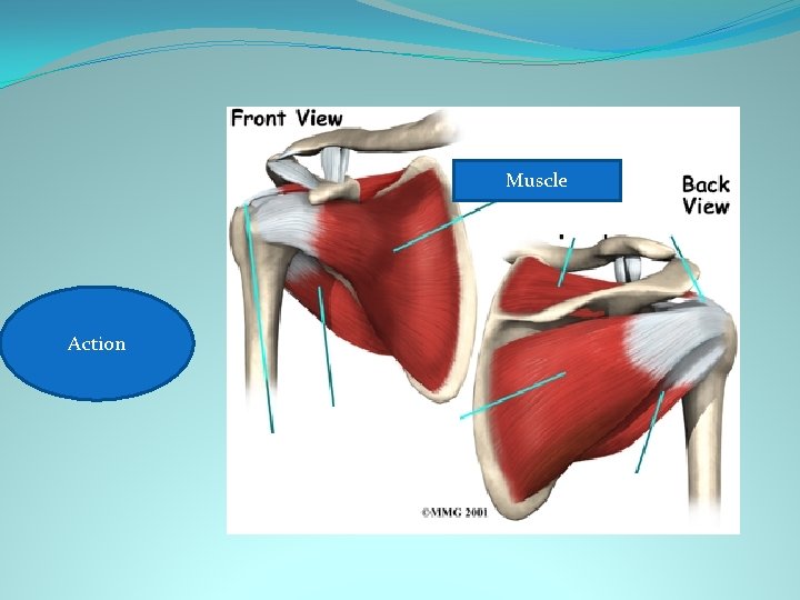 Muscle Shoulder Action Medial rotation 