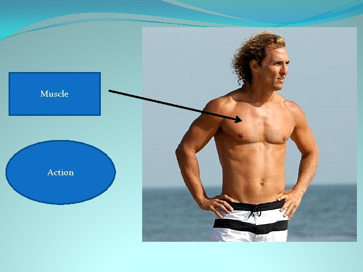 Muscle Pectoralis major Shoulder horizontal Action adduction 
