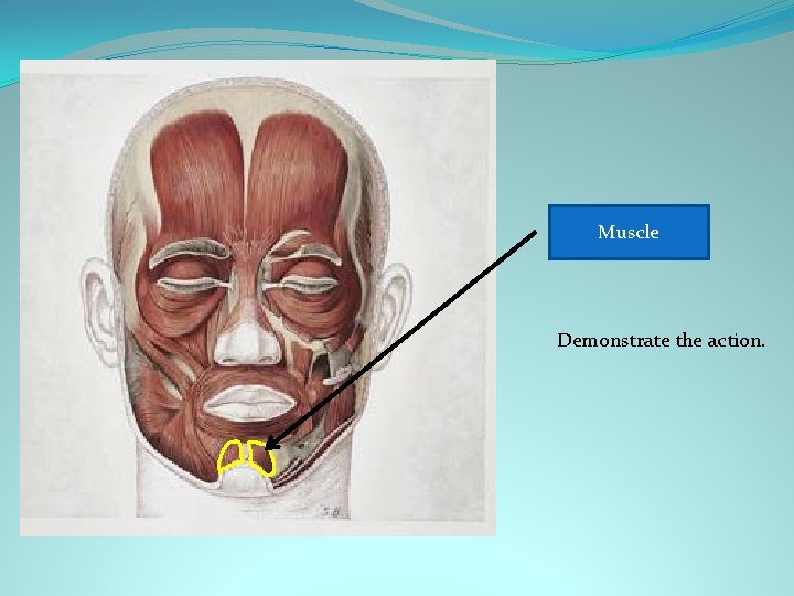 Mentalis Muscle Demonstrate the action. 