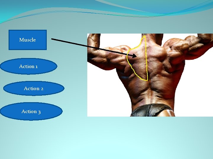 Trapezius Muscle 1. Neck extension Action 1 2. Shoulder elevation Action 2 3. Shoulder