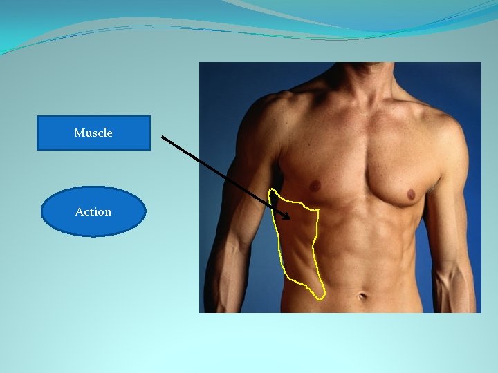External oblique Muscle Rotates trunk Action 