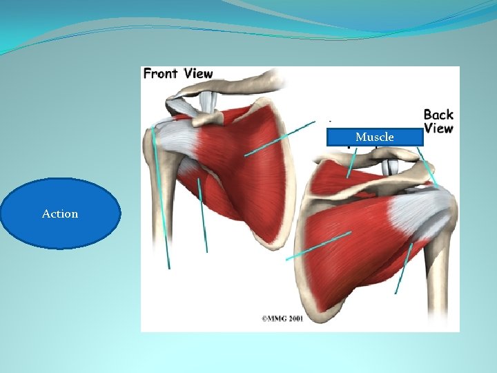 Muscle Shoulder Action Abduction 