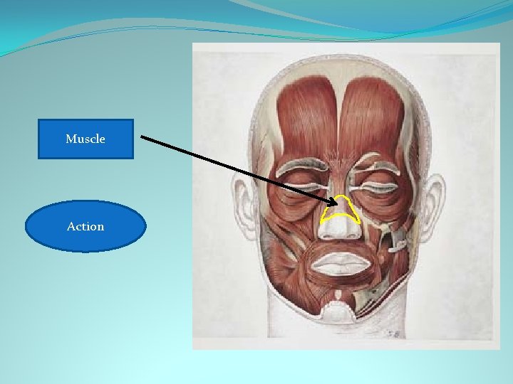 Nasalis Muscle Scrunches nose Action Crinkles nose 