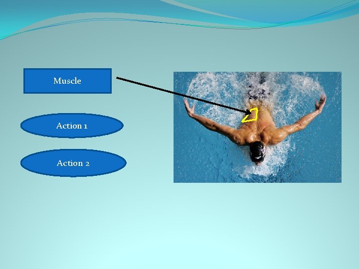 Latissimus dorsi Muscle 1. Shoulder adduction Action 1 2. Shoulder extension Action 2 
