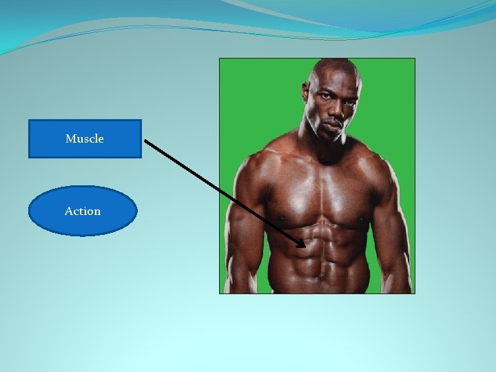 Rectus abdominis Muscle Flexes trunk Action 
