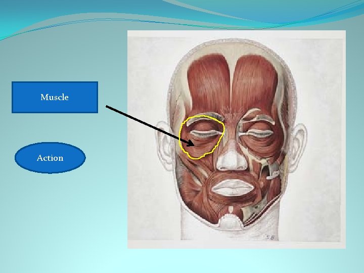 Muscle oculi Orbicularis Closes eye Action 