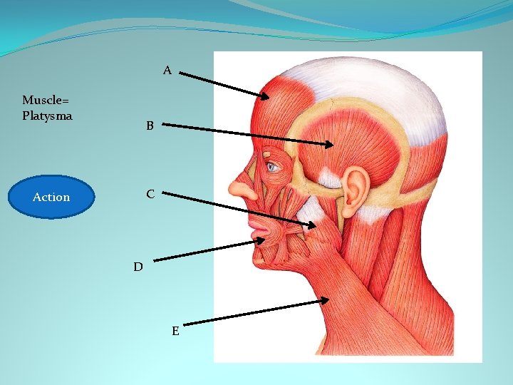 A Muscle= Platysma B C Action Frown D E 