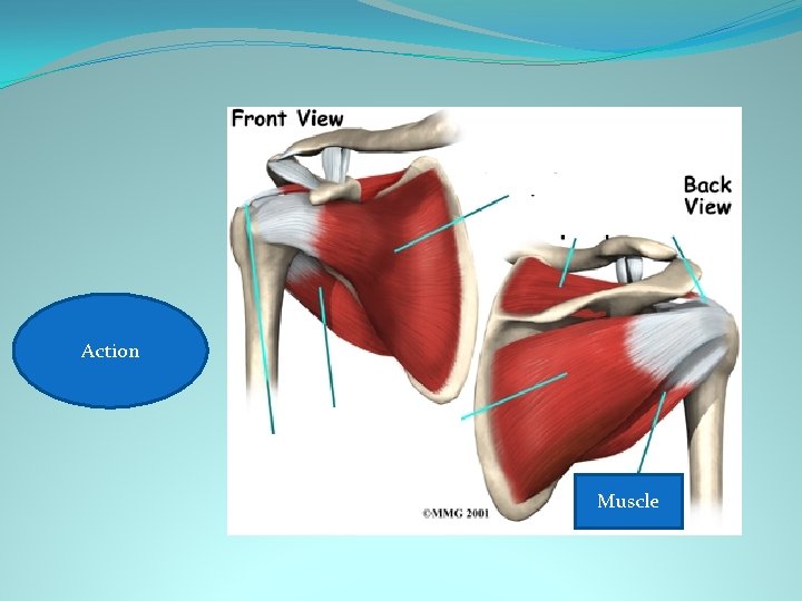 Shoulder Action Lateral rotation Muscle 